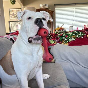 Rue Rue -  American Bulldog Dog for Adoption in Houston, Texas - Rue Rue | PetCurious