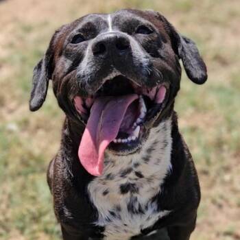 Porkchop -  Mixed Breed Dog Available for Adoption in Leesburg, Georgia - Porkchop | PetCurious