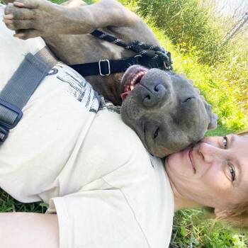 Jocko -  Mixed Breed Dog for Adoption in Oshkosh, Wisconsin - Jocko | PetCurious