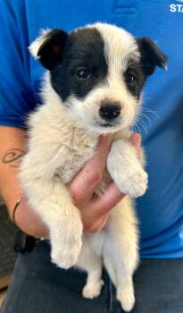 Australian Shepherd Dogs Available for Adoption in Cottonwood, Arizona - Raichu | PetCurious