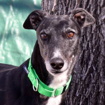 Greyhound Dogs Available for Adoption in Ware, Massachusetts - Rua | PetCurious