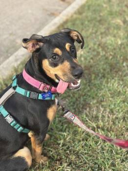 Rescue Labrador Retriever Dogs for Adoption in Columbia, Missouri - Rosie | PetCurious