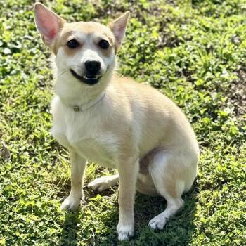 Cardigan Welsh Corgi and Mixed Breed Dogs Available for Adoption - HOUSTON | PetCurious