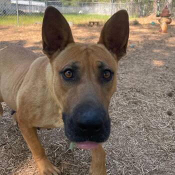 Laken -  Mixed Breed Dog for Adoption in Valley, Alabama - Laken | PetCurious