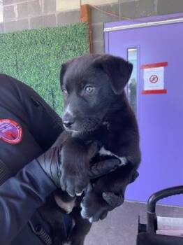 Mixed Breed Dogs Available for Adoption in El Paso, Texas - 60827355 | PetCurious