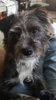 Cleo -  Schnauzer and Fox Terrier Dog for Adoption in Cedars, Pennsylvania - Cleo | PetCurious