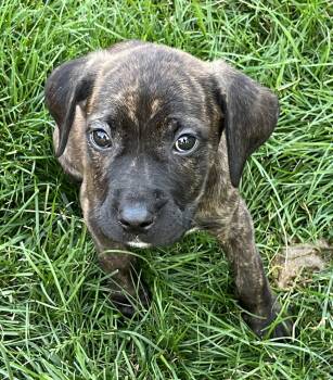 Iv Litter Malt -  Pit Bull Terrier and Mastiff Dog for Adoption in Livonia, Michigan - Iv Litter Malt | PetCurious