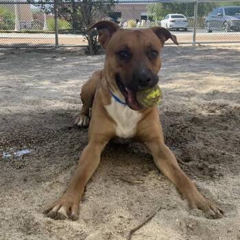 Pit Bull Terrier and Mixed Breed Dogs Available for Adoption in Thousand Palms, California - KALEB | PetCurious