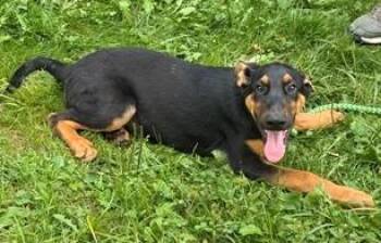 Leo -  Mixed Breed Dog for Adoption in Morristown, New Jersey - Leo | PetCurious