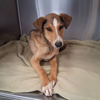 Hound Dogs Available for Adoption in Kingman, Arizona - Giovanni | PetCurious