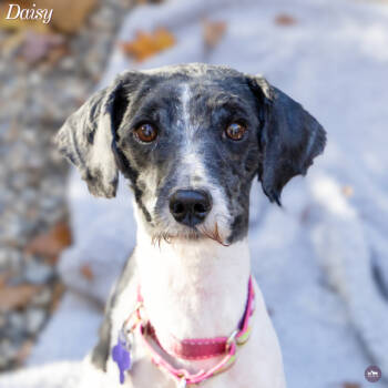 Rescue Mixed Breed Dogs for Adoption in Hopkinton, Massachusetts - Daisy | PetCurious