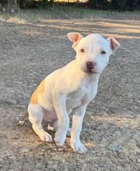 Pit Bull Terrier Dogs Available for Adoption in Little Rock, Arkansas - Pokey | PetCurious