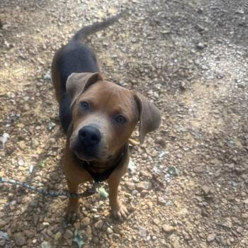 Susie Q -  Hound and Mixed Breed Dog for Adoption in East St. Louis, Illinois - Susie Q | PetCurious