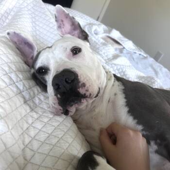 Rescue Pit Bull Terrier Dogs for Adoption in Tampa, Florida - Walter | PetCurious