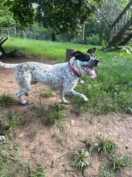 Dottie -  Mixed Breed Dog for Adoption in Churchville, New York - Dottie | PetCurious