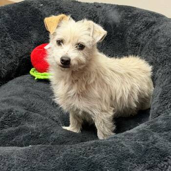 Poodle and Mixed Breed Dogs Available for Adoption in Goleta, California - Sharky | PetCurious