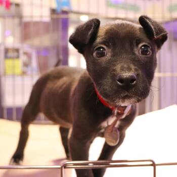 Mixed Breed Dogs Available for Adoption in Port Washington, New York - Daisy | PetCurious