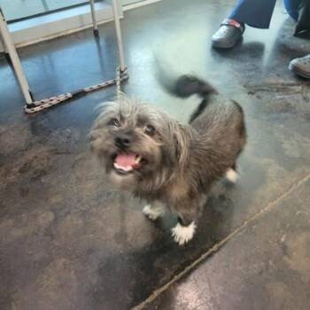 Mixed Breed Dogs Available for Adoption in Memphis, Tennessee - Mylo | PetCurious