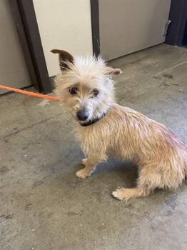 Terrier Dogs Available for Adoption - PENNY | PetCurious
