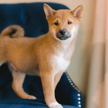 Dayton -  Shiba Inu Dog for Adoption in Zionsville, Indiana - Dayton | PetCurious