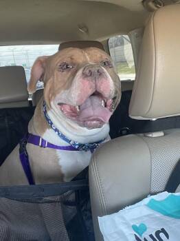 Pit Bull Terrier Dogs Available for Adoption in Wheaton, Illinois - Hot Rod | PetCurious