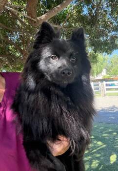 Black Jack -  Pomeranian Dog for Adoption in Temecula, California - Black Jack | PetCurious