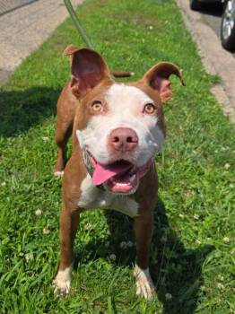 Nina -  Pit Bull Terrier Dog for Adoption in Trenton, New Jersey - Nina | PetCurious