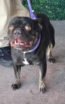 Rescue French Bulldog and Mixed Breed Dogs for Adoption in El Paso, Texas - 59840787 | PetCurious