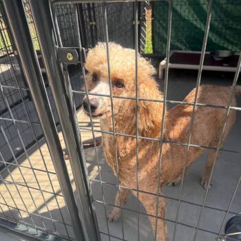 Poodle and Standard Poodle Dogs Available for Adoption in Columbus, North Carolina - Arabella | PetCurious