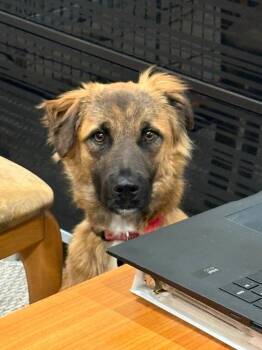 Shepherd Dogs Available for Adoption - Jesse | PetCurious