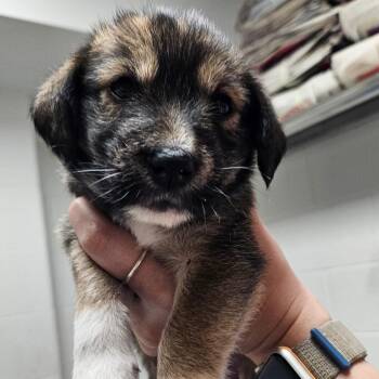 Mixed Breed Dogs Available for Adoption in Corpus Christi, Texas - Iris | PetCurious