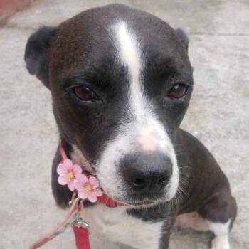 Boston Terrier and Boxer Dogs Available for Adoption - Foxie Roxie | PetCurious