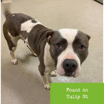 Azalea -  Pit Bull Terrier Dog for Adoption in Lynchburg, Virginia - Azalea | PetCurious