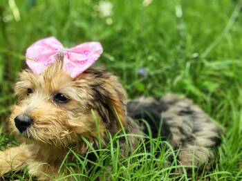 Raleigh -  Yorkshire Terrier Dog for Sale in Limestone, Tennessee - Raleigh | PetCurious