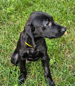PUPPY FRANNIE -  Labrador Retriever and Hound Dog for Adoption in Franklin, Tennessee - PUPPY FRANNIE | PetCurious