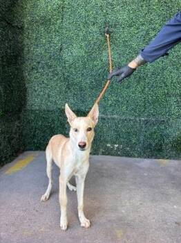 61765339 -  Retriever and Mixed Breed Dog for Adoption in El Paso, Texas - 61765339 | PetCurious