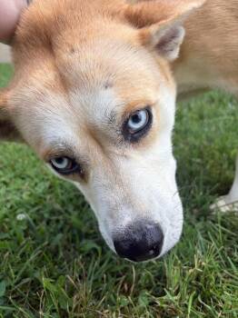 Mila -  Mixed Breed Dog for Adoption in Gallatin, Tennessee - Mila | PetCurious