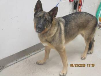 Elly(824) -  German Shepherd Dog Dog for Adoption in Marietta, Georgia - Elly(824) | PetCurious
