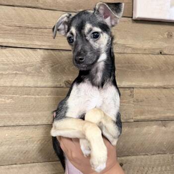 Bay -  Mixed Breed Dog for Adoption in Medford, Oregon - Bay | PetCurious