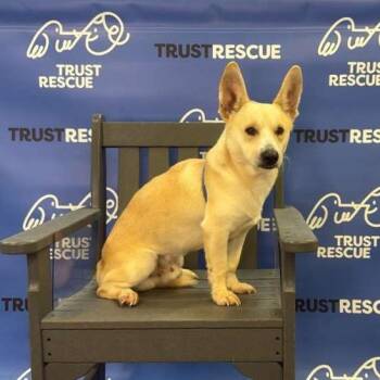 Terrier Dogs Available for Adoption - ADMIRAL | PetCurious