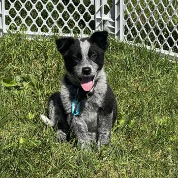 Australian Cattle Dog Blue Heeler Dogs Available for Adoption in Columbia, Maryland - George | PetCurious