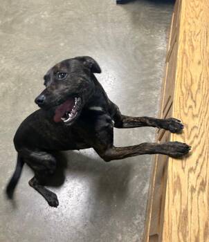 Rescue Mixed Breed Dogs for Adoption in Seneca, Pennsylvania - Clover | PetCurious