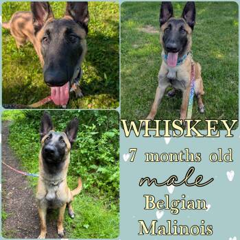 Whiskey -  Belgian Shepherd Malinois Dog for Adoption in Grantville, Pennsylvania - Whiskey | PetCurious