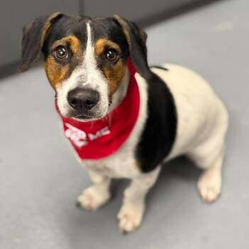 Toby -  Beagle and Mixed Breed Dog for Adoption in Tacoma, Washington - Toby | PetCurious