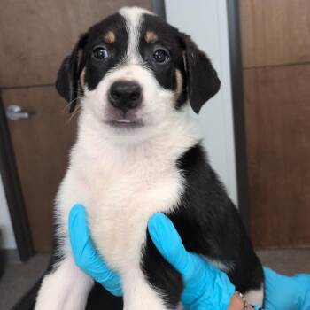 Gertrude -  Labrador Retriever and Great Pyrenees Dog for Adoption in Hattiesburg, Mississippi - Gertrude | PetCurious