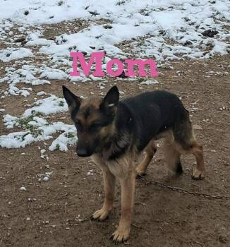 Shepherd Dogs Available for Adoption - Daphne | PetCurious