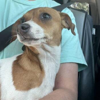 Jack Russell Terrier and Mixed Breed Dogs Available for Adoption - RUSSELL | PetCurious