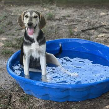Coonhound Dogs Available for Adoption in Wiggins, Mississippi - Duke | PetCurious