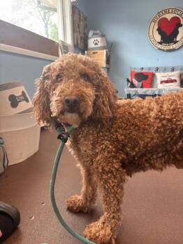 Ellie -  Poodle Dog for Adoption in Port Jervis, New York - Ellie | PetCurious