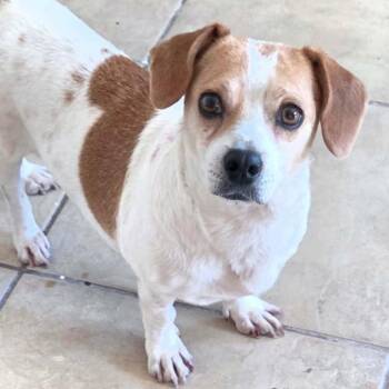 Charis -  Beagle and Chihuahua Dog for Adoption in Marana, Arizona - Charis | PetCurious